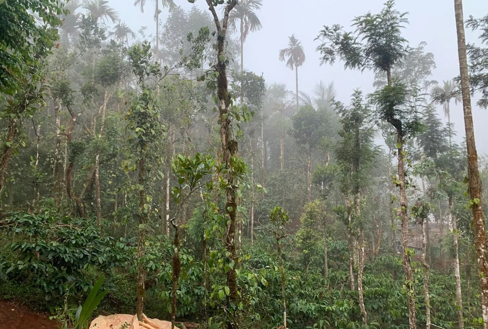Pepper Mist Wayanad Homestay Tindummal 0*,  India