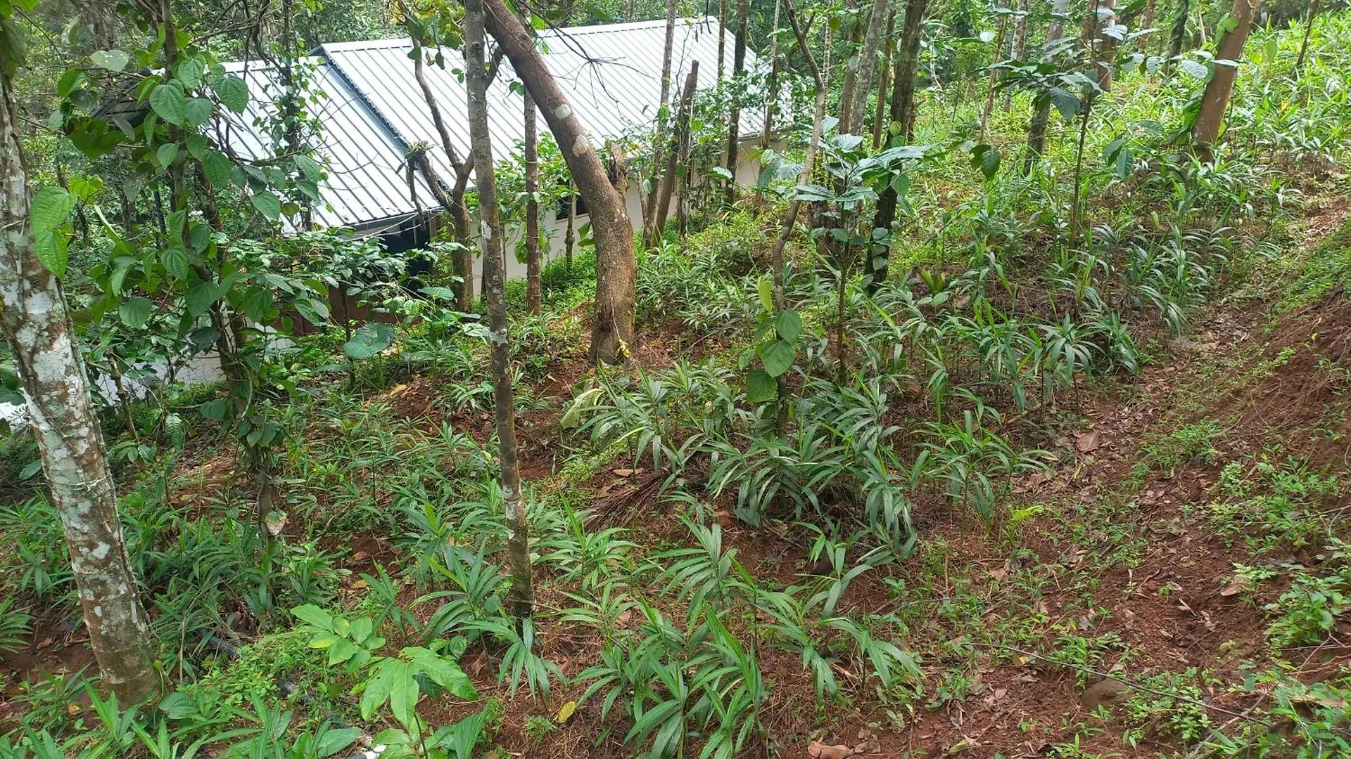 Pepper Mist Wayanad Homestay Tindummal 0*,  India