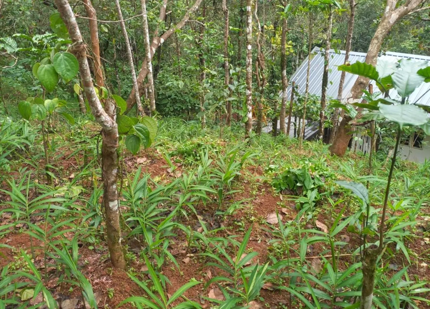 Villa Pepper Mist Wayanad Homestay Tindummal India