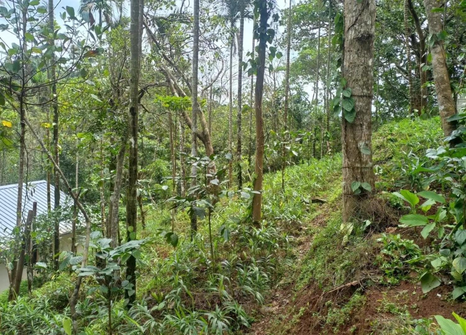 Pepper Mist Wayanad Homestay Tindummal
