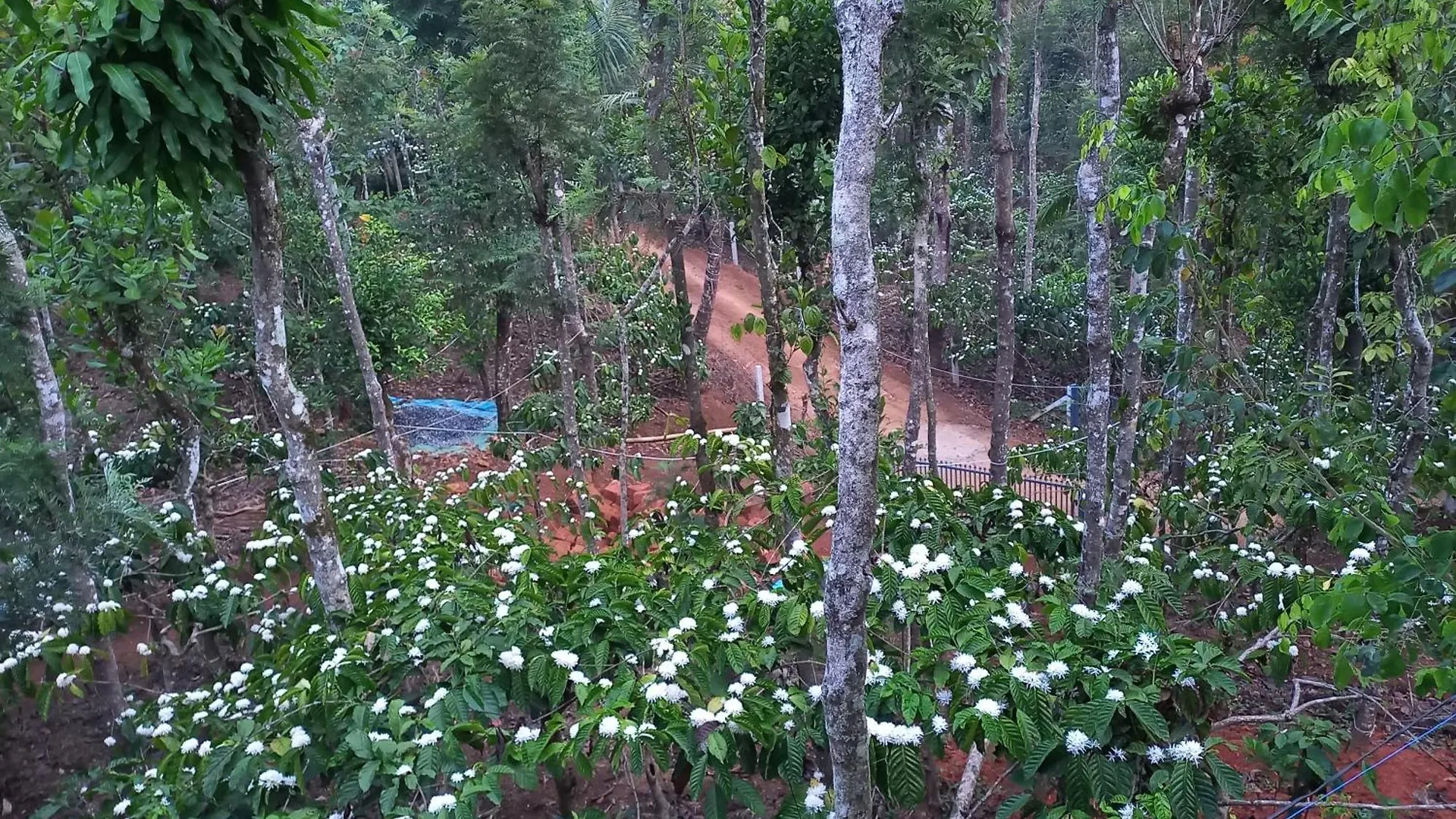 Villa Pepper Mist Wayanad Homestay Tindummal