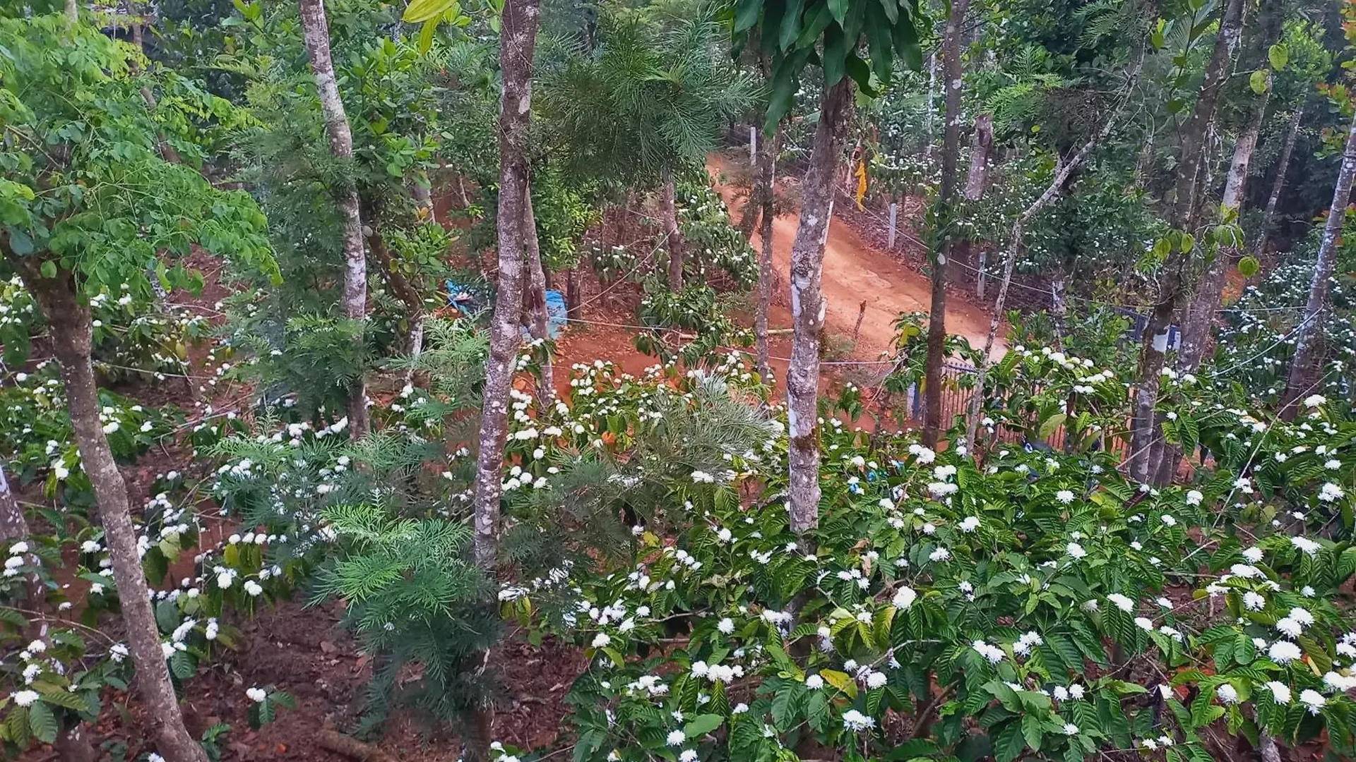 Pepper Mist Wayanad Homestay Tindummal India