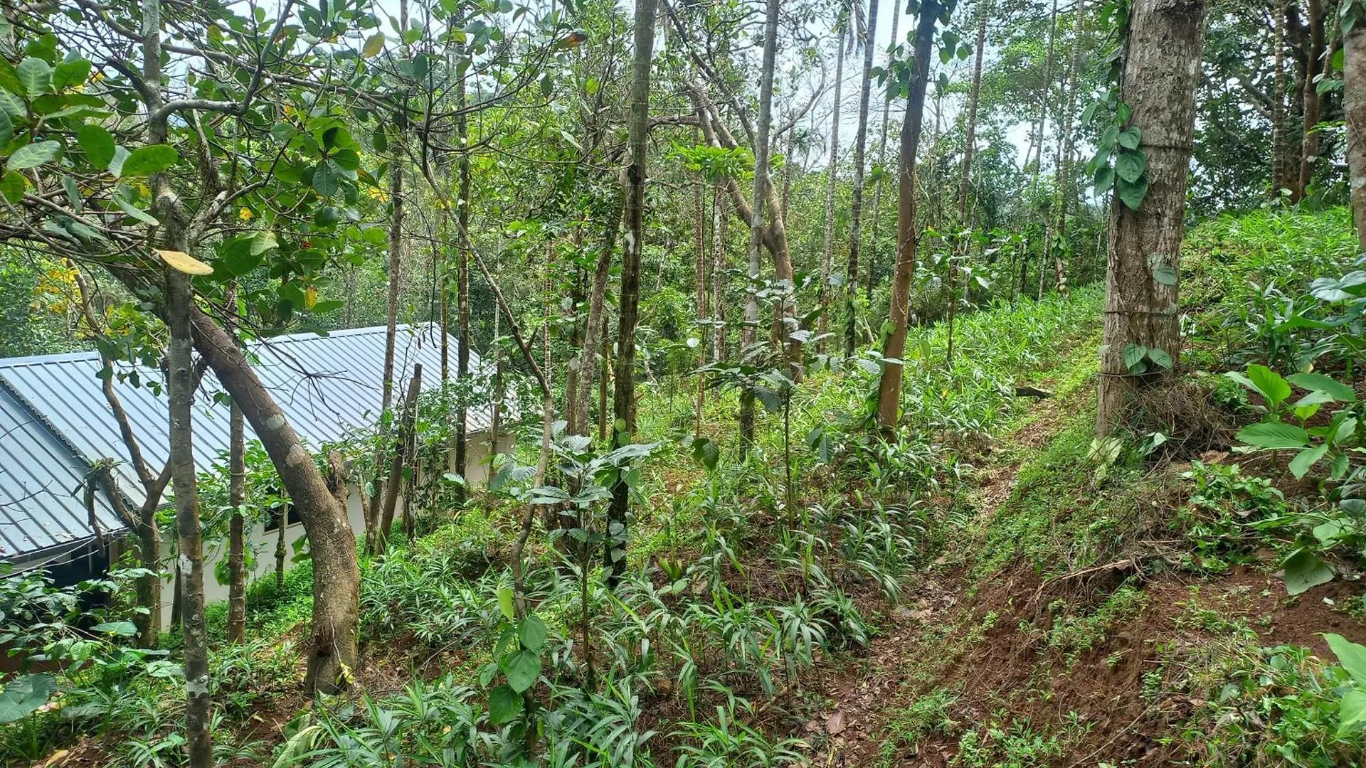 Pepper Mist Wayanad Homestay Tindummal 0*,  India
