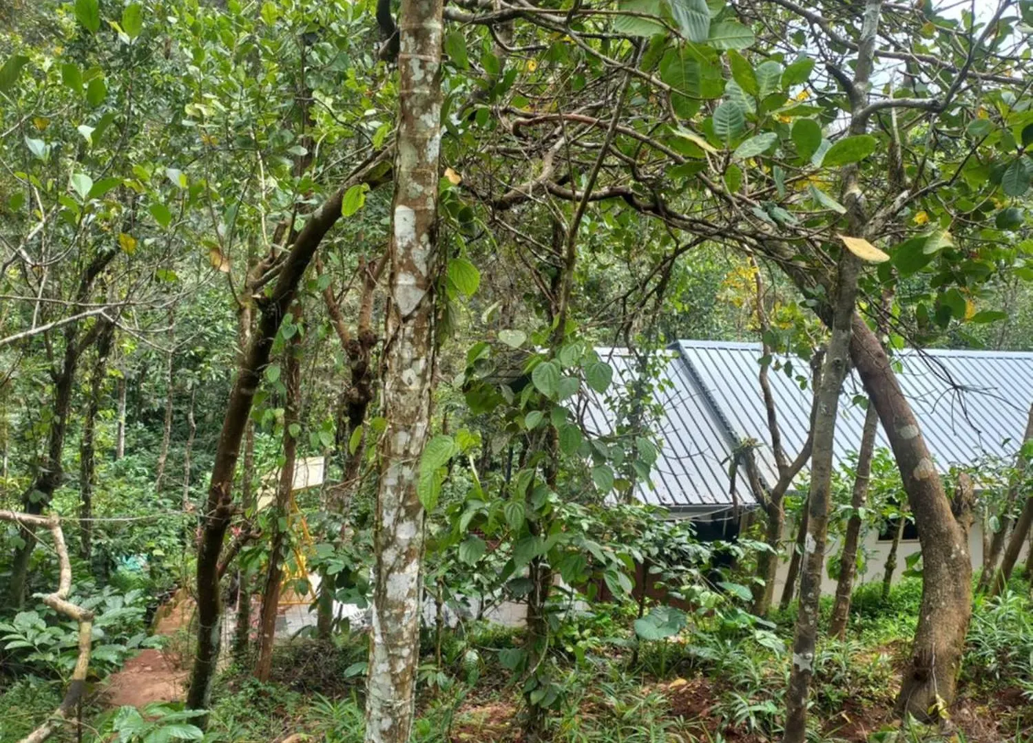 Pepper Mist Wayanad Homestay Tindummal 0*,