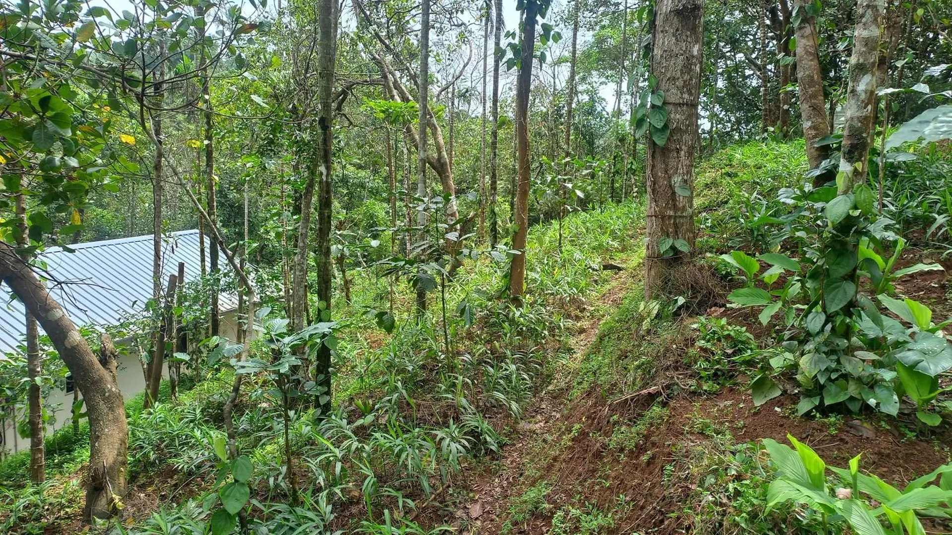 Pepper Mist Wayanad Homestay Tindummal