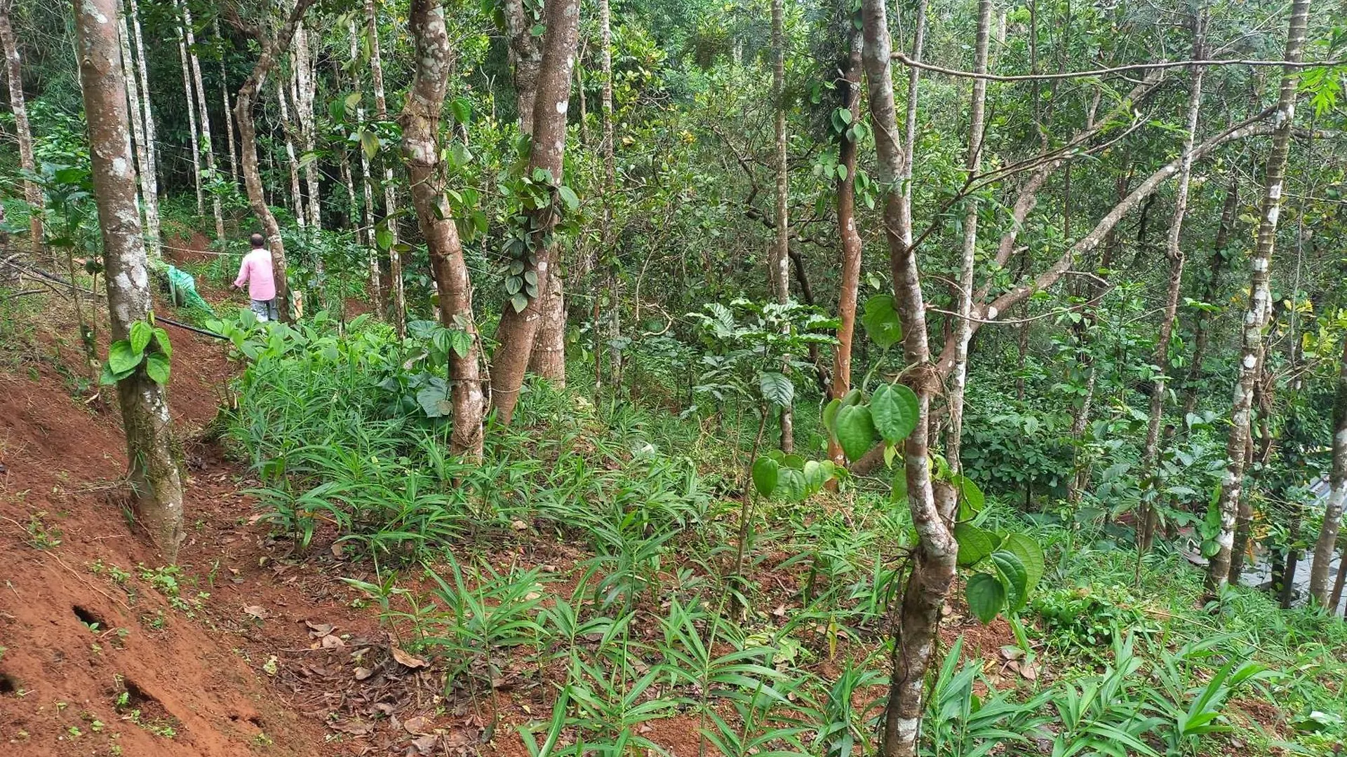 Villa Pepper Mist Wayanad Homestay Tindummal