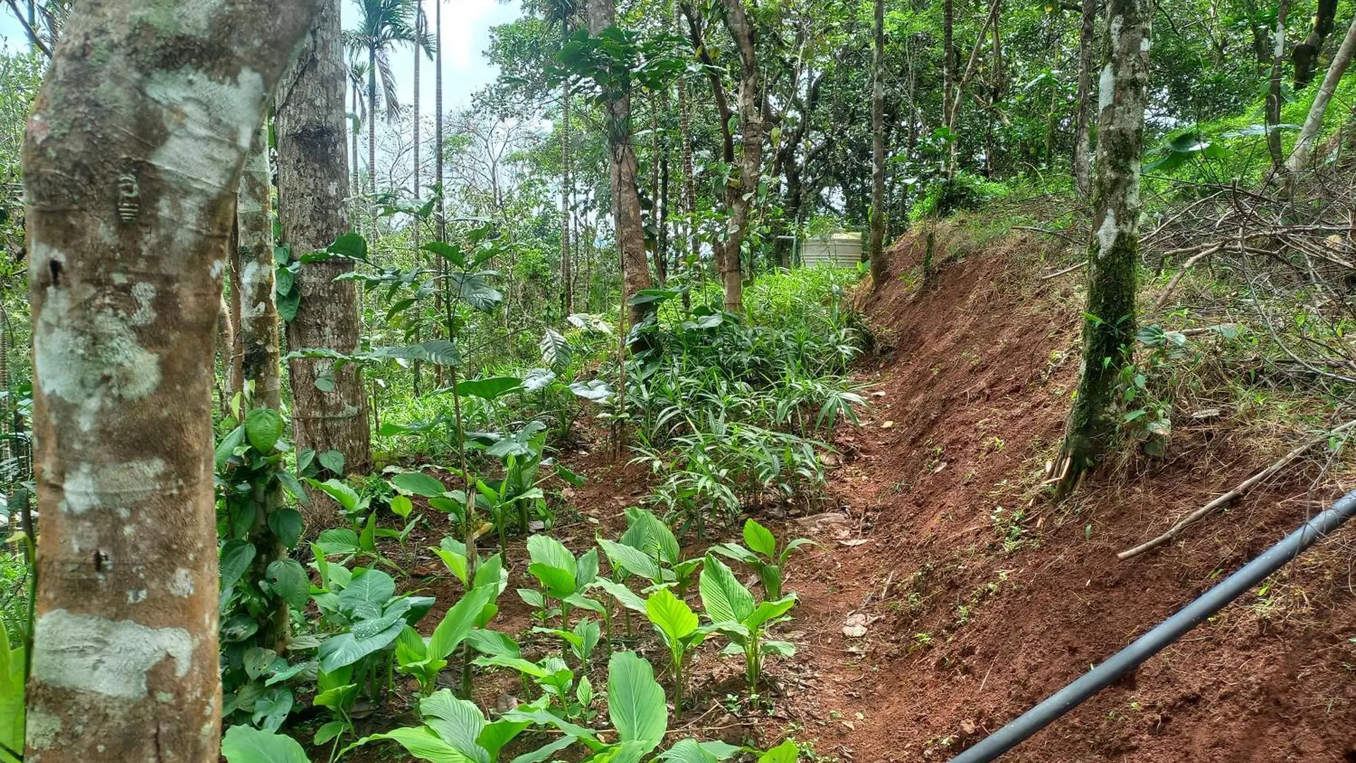 Pepper Mist Wayanad Homestay Tindummal 0*,
