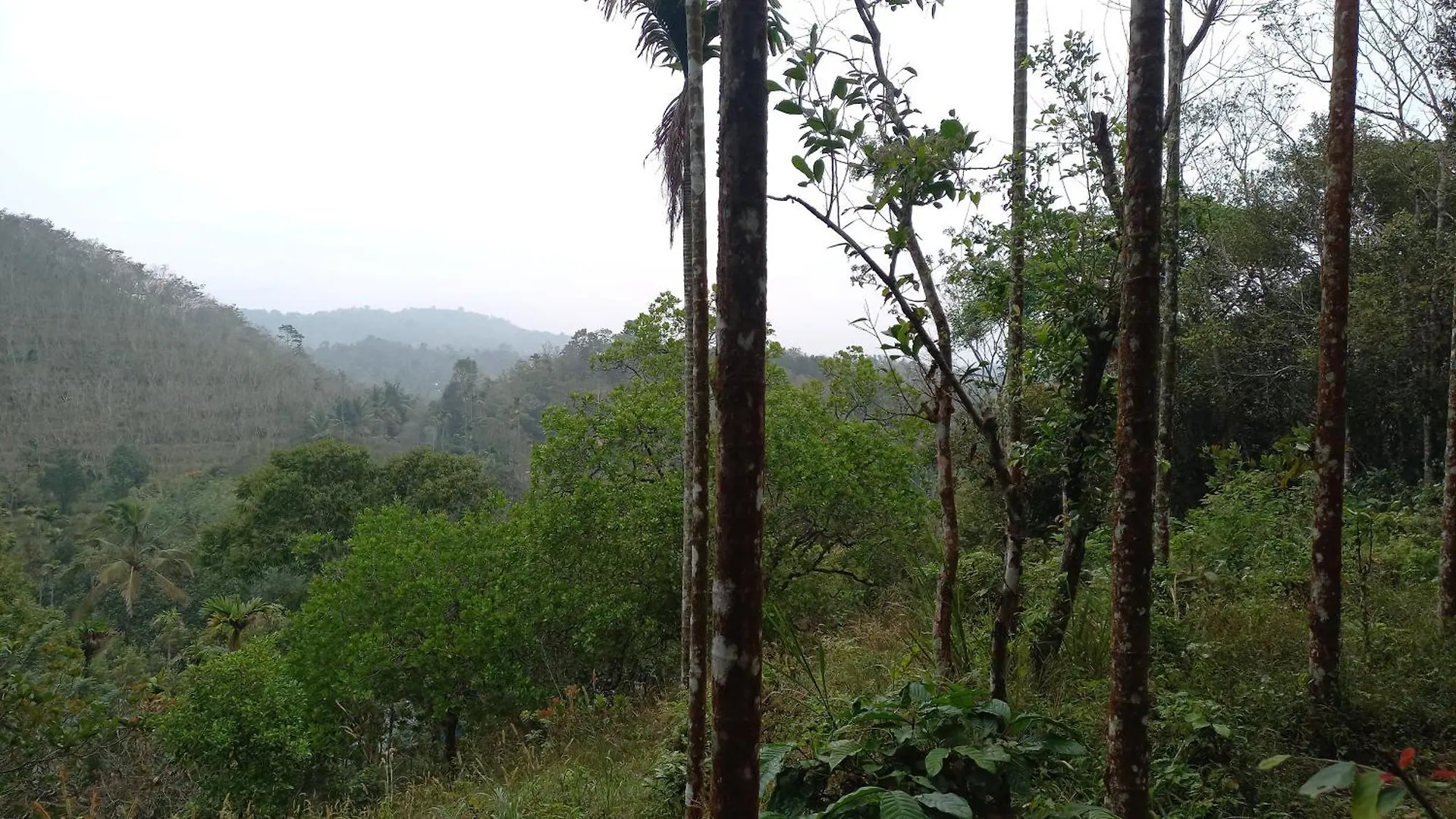 Pepper Mist Wayanad Homestay Tindummal Villa