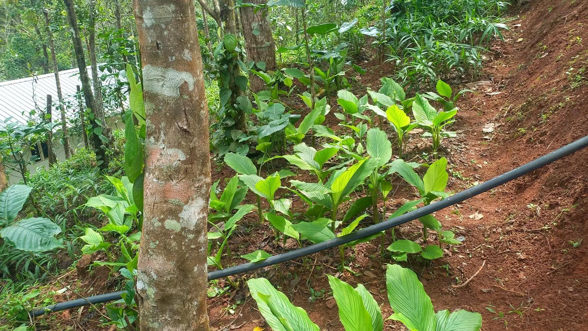 Pepper Mist Wayanad Homestay Tindummal