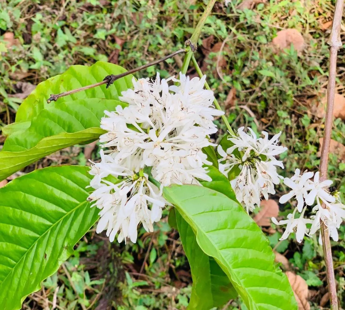Pepper Mist Wayanad Homestay Tindummal