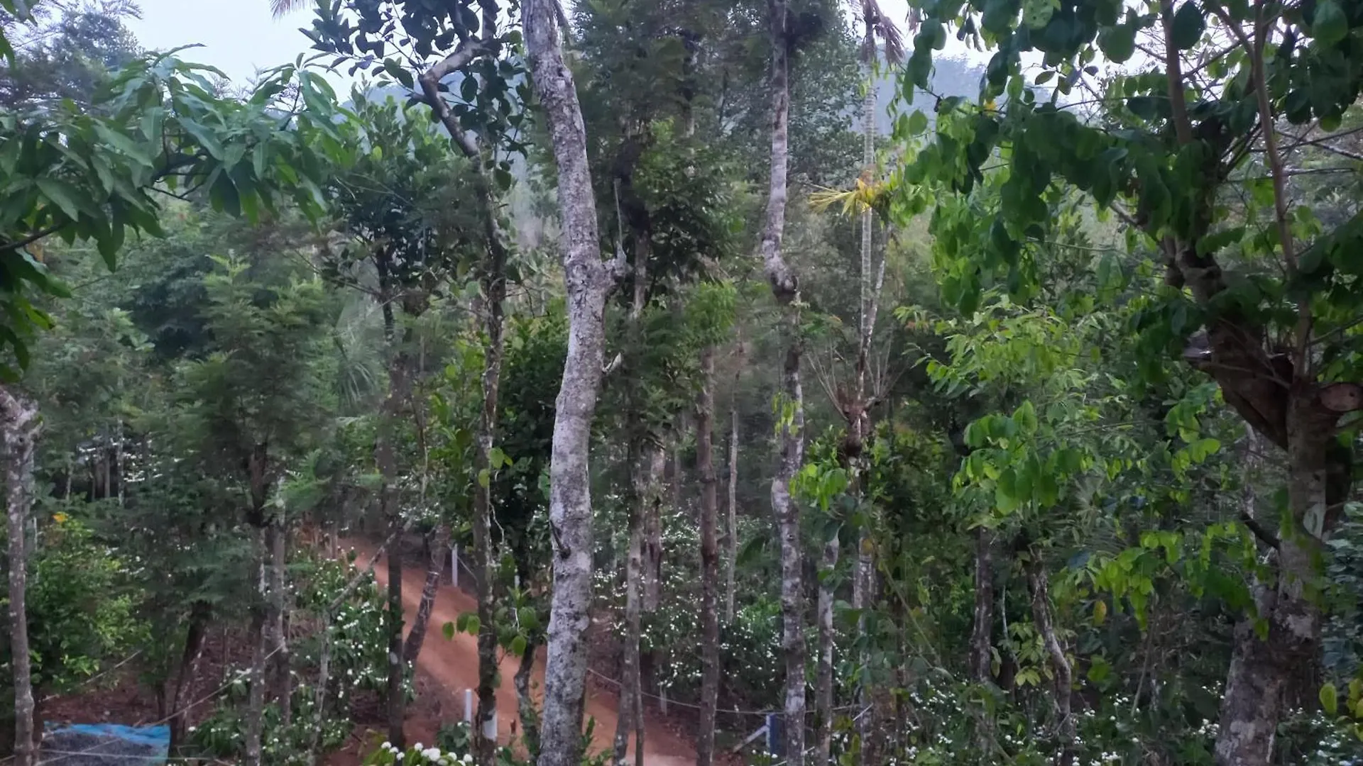 Pepper Mist Wayanad Homestay Tindummal India