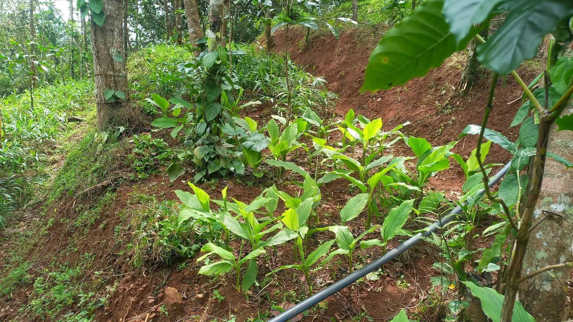Pepper Mist Wayanad Homestay Tindummal 0*,  India