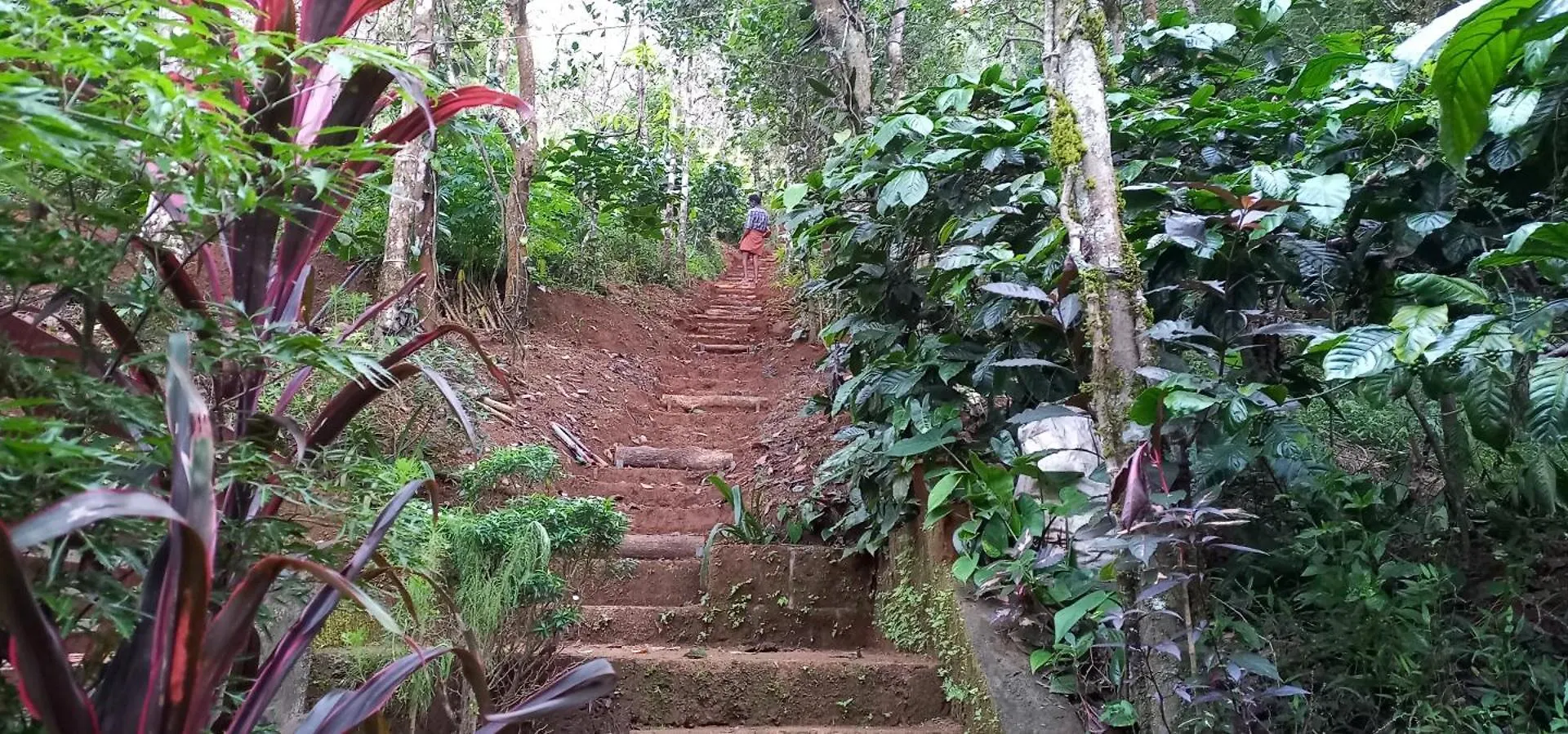 Villa Pepper Mist Wayanad Homestay Tindummal