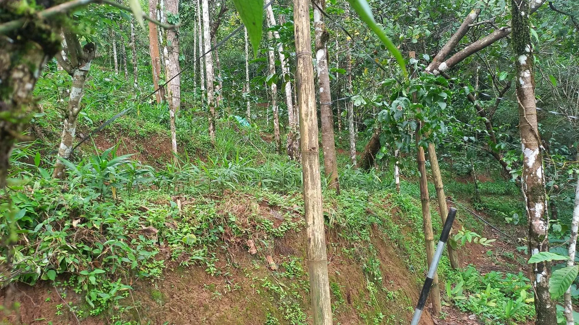 Villa Pepper Mist Wayanad Homestay Tindummal