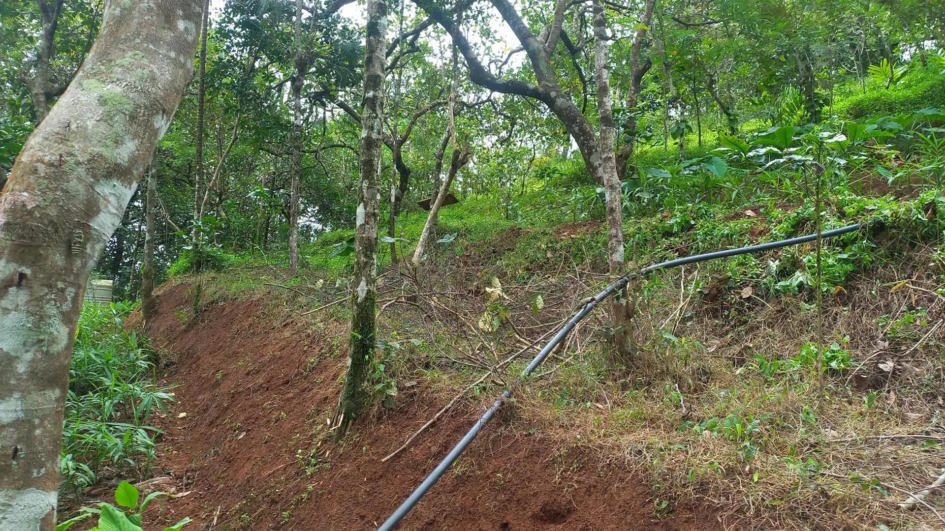 Pepper Mist Wayanad Homestay Tindummal 0*,