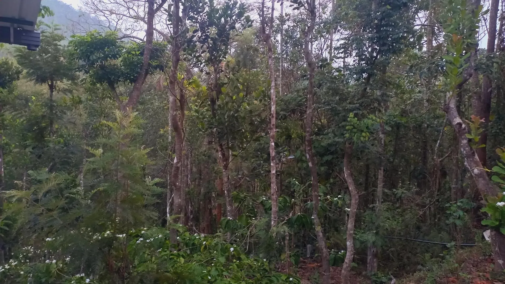 Pepper Mist Wayanad Homestay Tindummal Villa