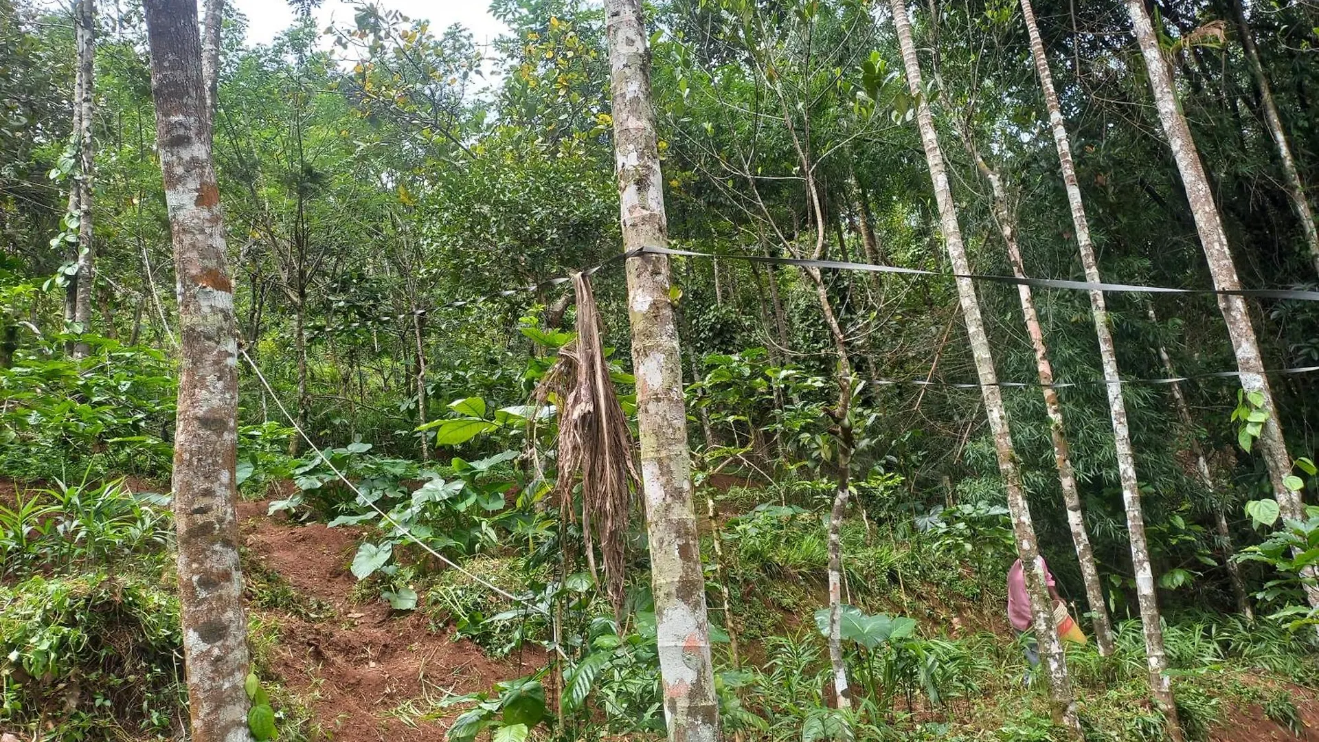 Pepper Mist Wayanad Homestay Tindummal