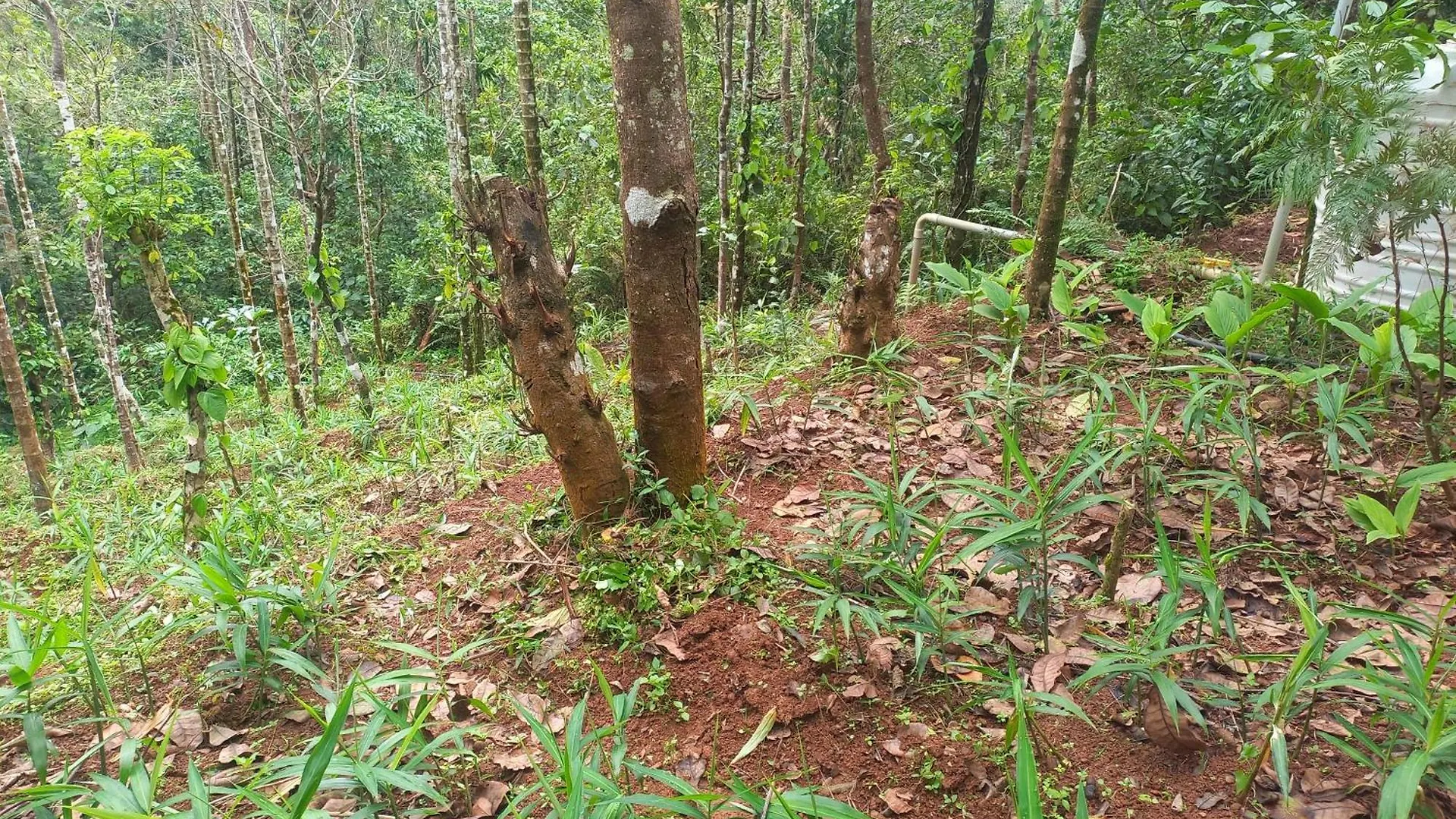 Pepper Mist Wayanad Homestay Tindummal 0*,  India