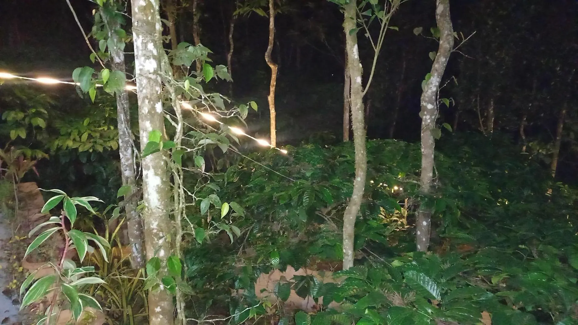 Willa Pepper Mist Wayanad Homestay Tindummal Indie