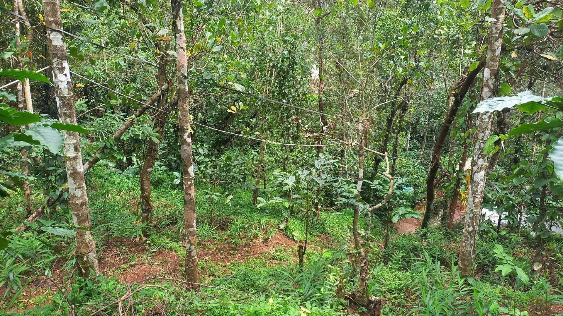 Pepper Mist Wayanad Homestay Tindummal