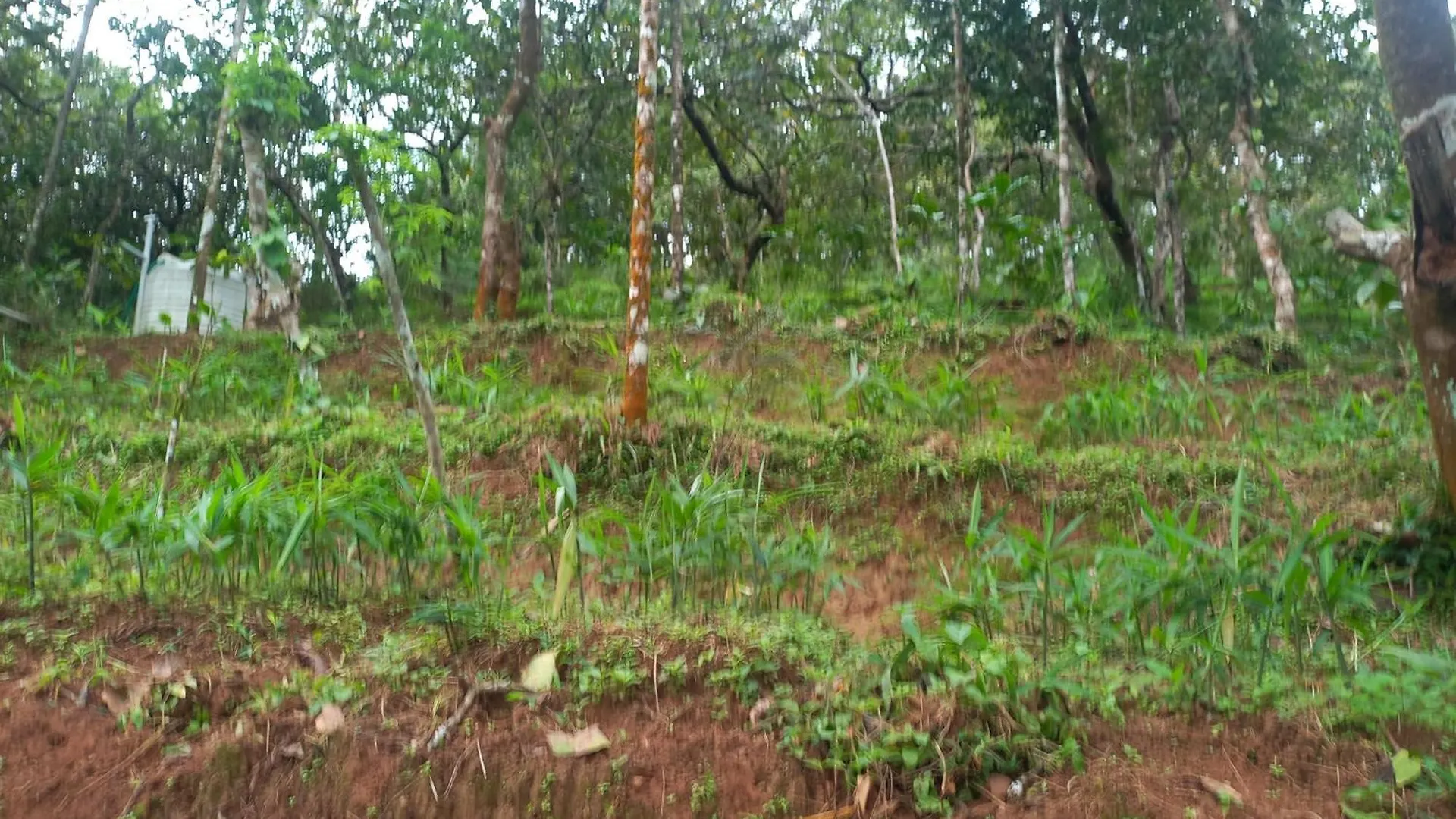 Pepper Mist Wayanad Homestay Tindummal