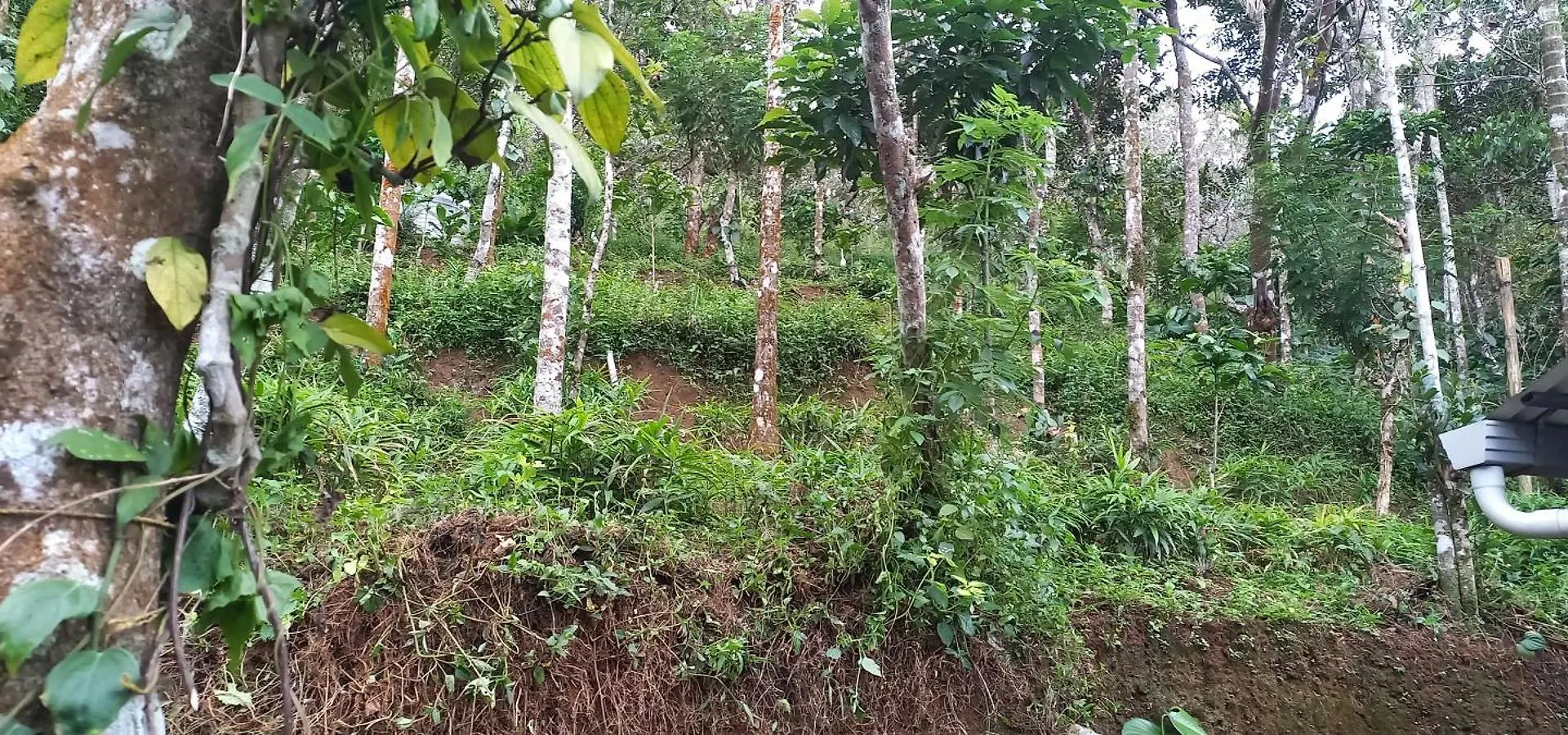 Pepper Mist Wayanad Homestay Tindummal