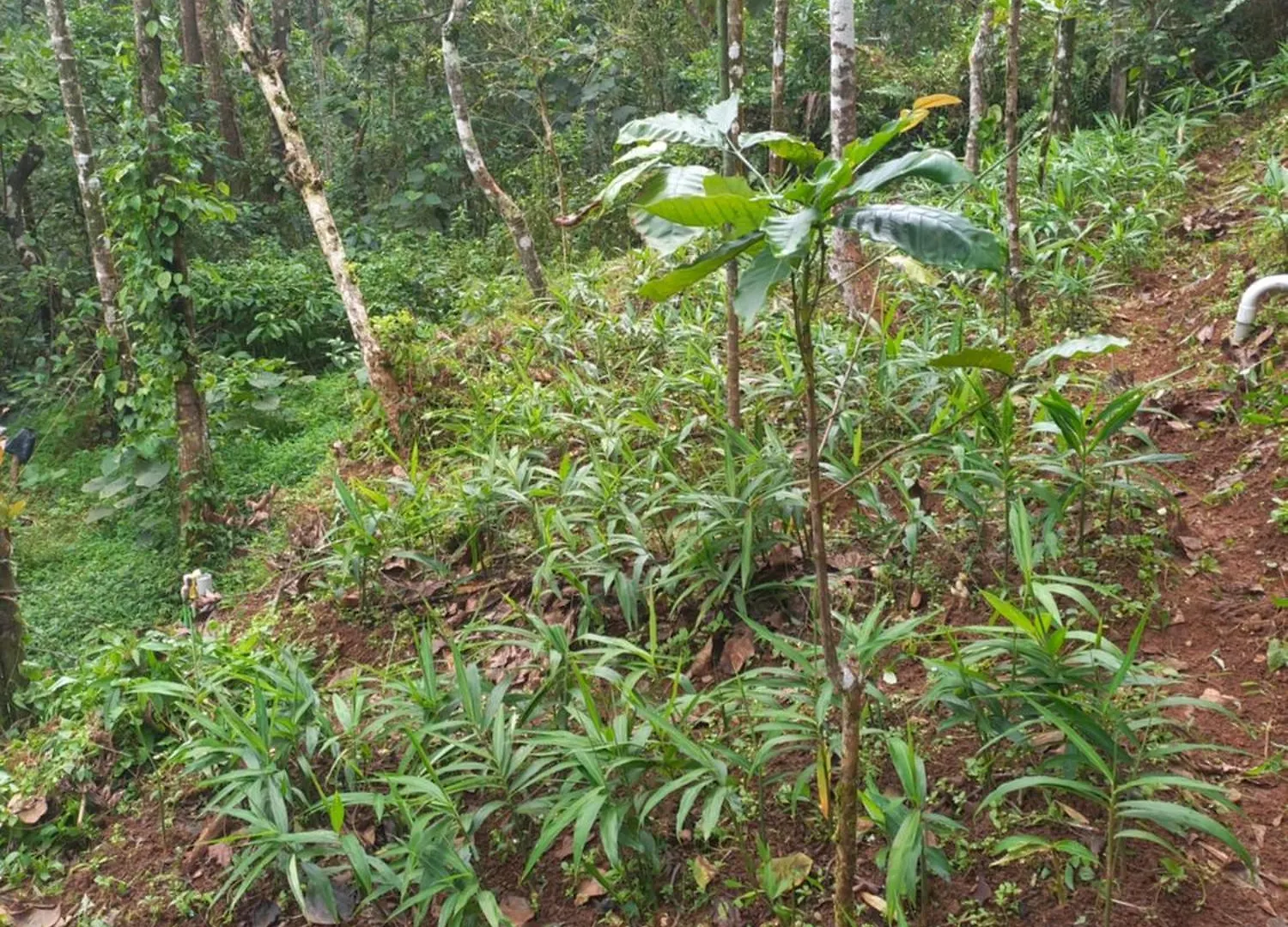 Pepper Mist Wayanad Homestay Tindummal Willa