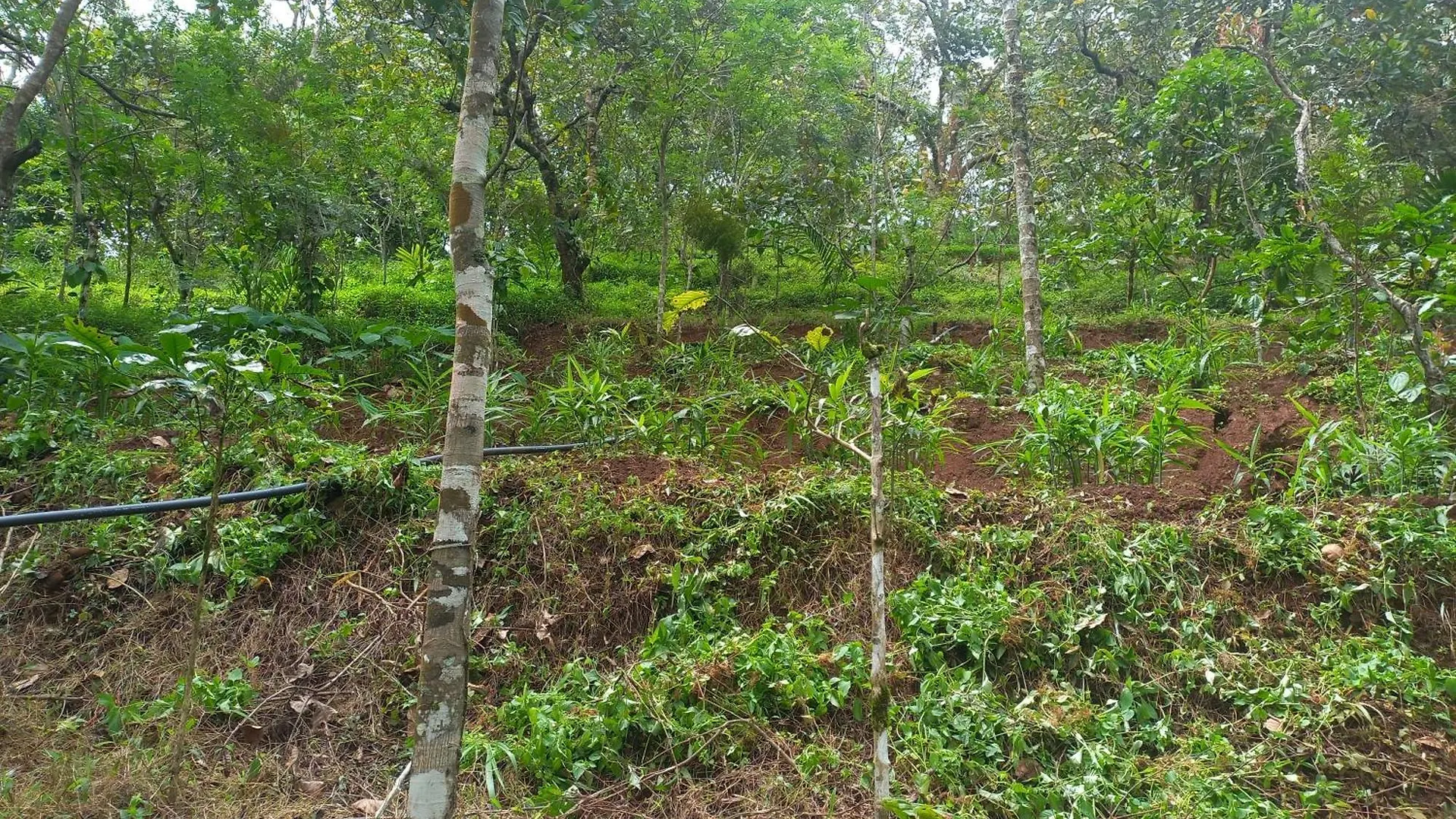Pepper Mist Wayanad Homestay Tindummal Willa