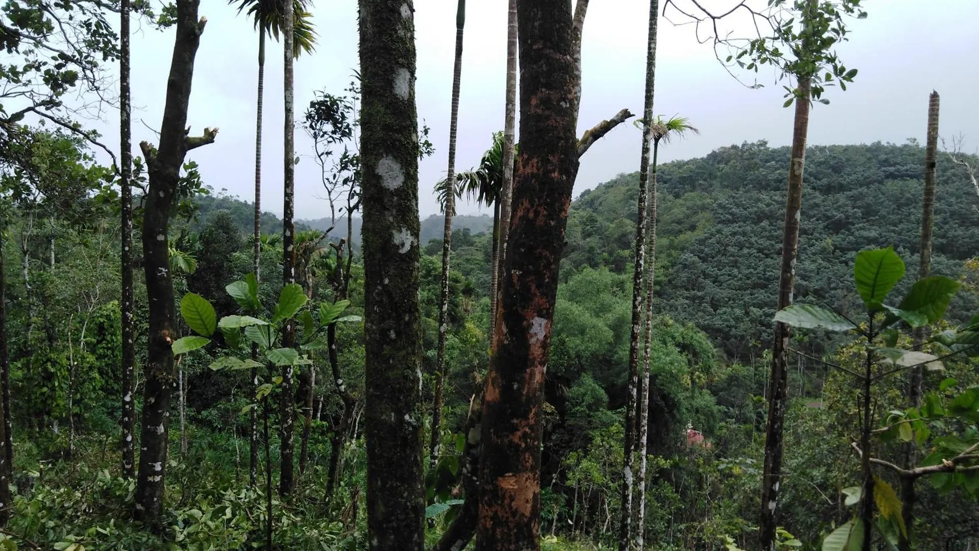 Willa Pepper Mist Wayanad Homestay Tindummal
