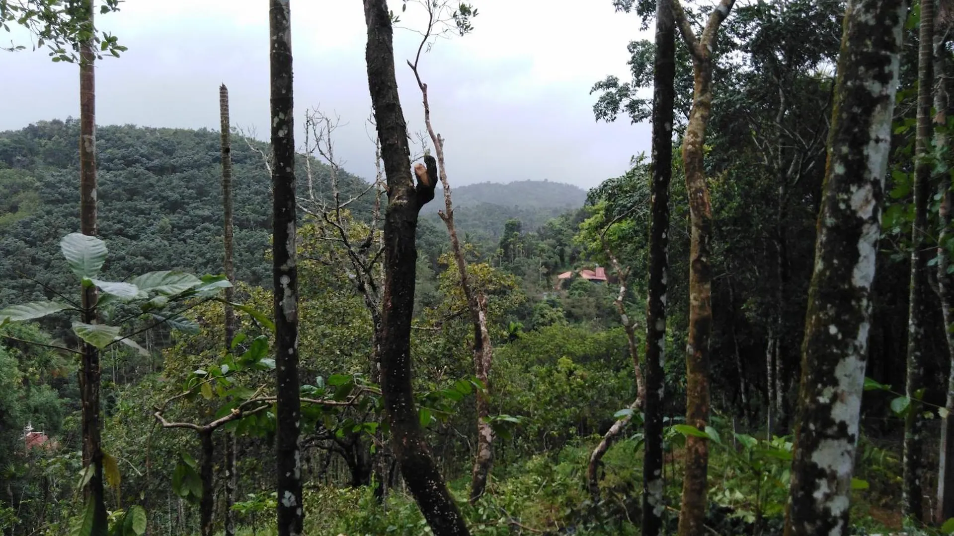 Pepper Mist Wayanad Homestay Tindummal Willa