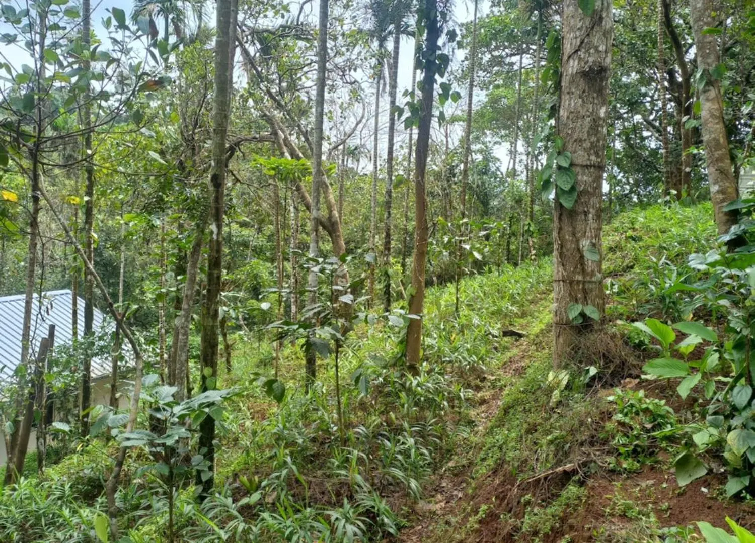 Willa Pepper Mist Wayanad Homestay Tindummal